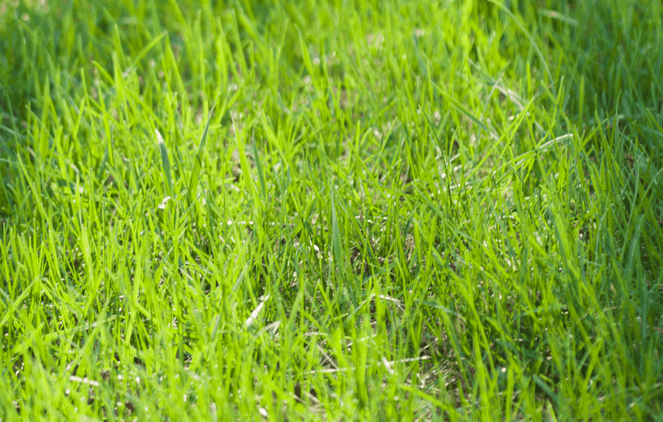 Газонная трава