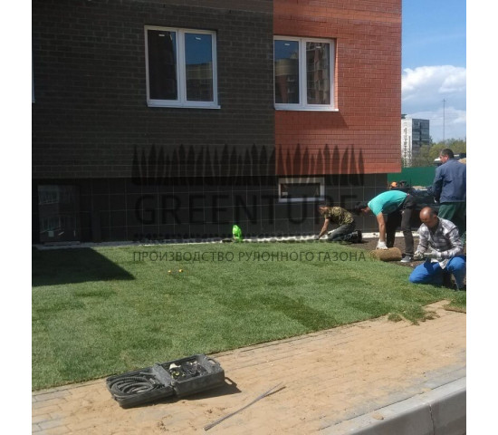 Озеленение придомовой территории - фото - 9